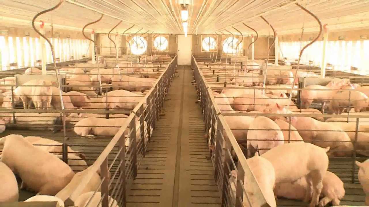 Intensive Pig Farm Size